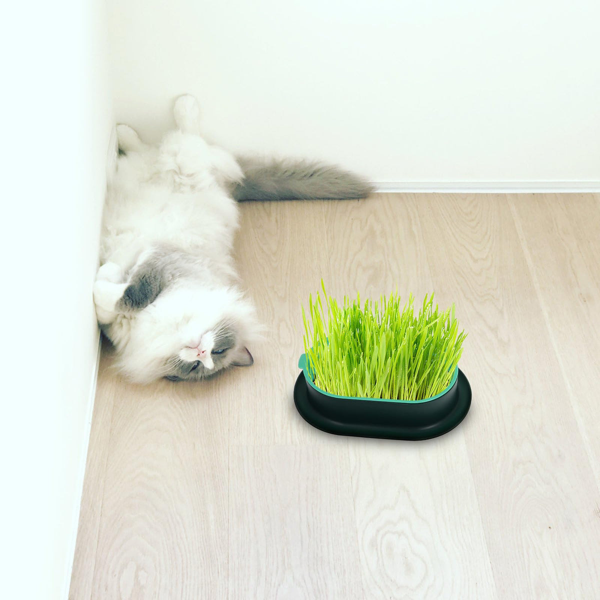 3 Piece Cat Grass Planter Kit V34013