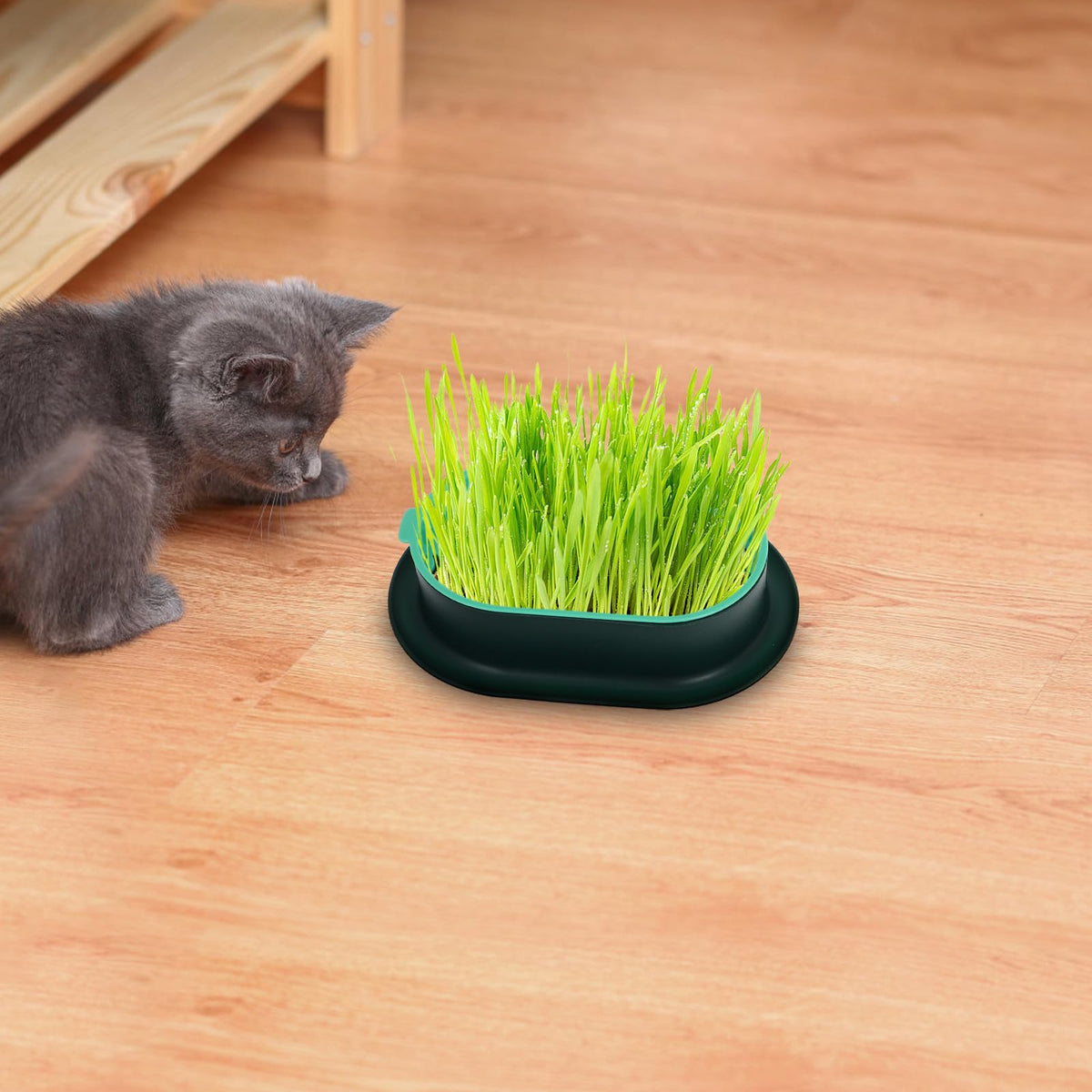 3 Piece Cat Grass Planter Kit V34013