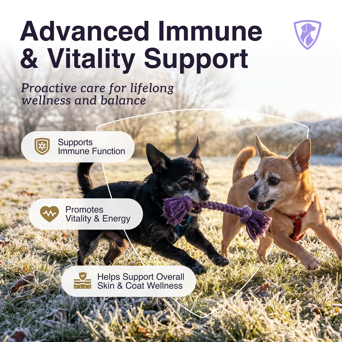 Dog Mushroom Supplement with Turkey Tail V122