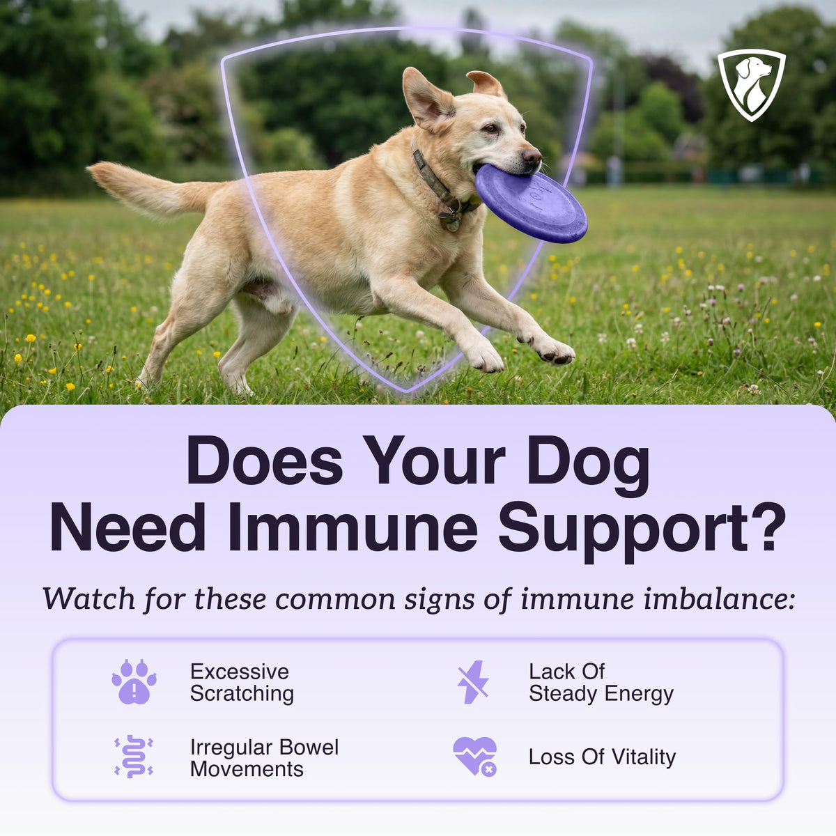Dog Mushroom Supplement with Turkey Tail V122